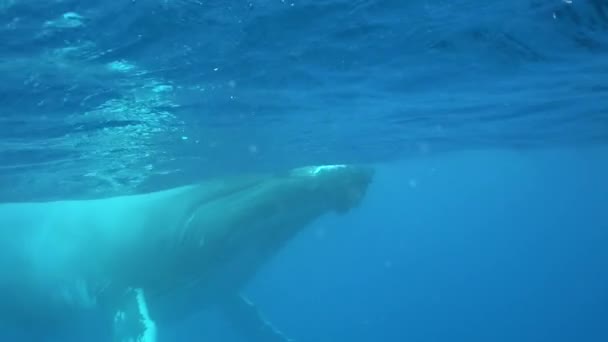 Bultrug walvis onderwater in de buurt van wateroppervlak in Stille Oceaan. — Stockvideo