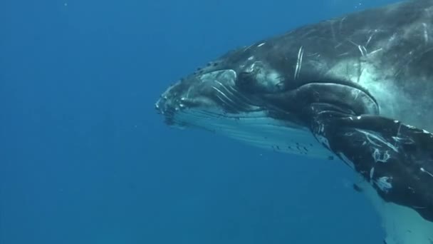 Paus di bawah air di Samudera Pasifik. — Stok Video