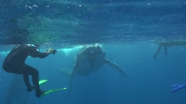 Friendship divers with whale underwater in Pacific Ocean. — Stock Video