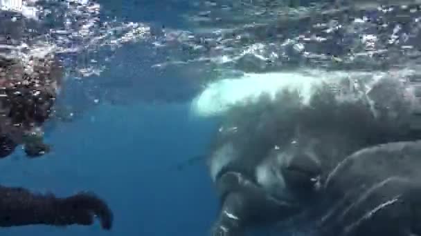 Buceador con ballena jorobada bajo el agua en el Océano Pacífico. — Vídeo de stock