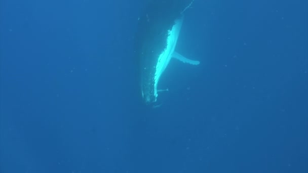 Горбатые киты под водой Тихого океана. — стоковое видео