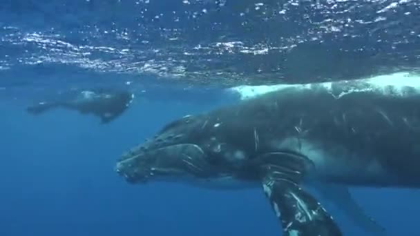 Nurkowie z podwodnym cielęciem wieloryba w Oceanie Spokojnym. — Wideo stockowe