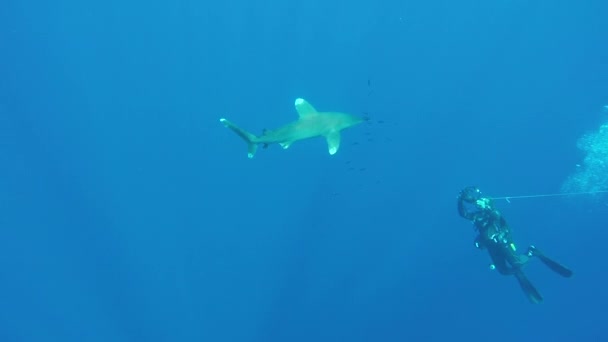 O tubarão-branco-de-ponta-oceânica, Carcharhinus longimanus. — Vídeo de Stock