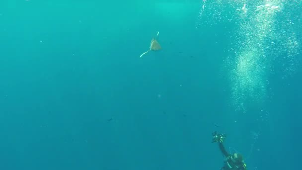 O tubarão-branco-de-ponta-oceânica, Carcharhinus longimanus. — Vídeo de Stock