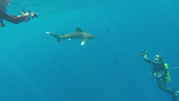 El tiburón oceánico de punta blanca, Carcharhinus longimanus. — Vídeo de stock