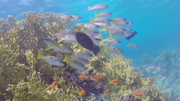 Gorgonian op de achtergrond van de school van rode vis in koralen onderwater in de zee. — Stockvideo