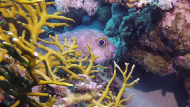 Gorgonian sobre fondo de escuela de peces rojos en corales bajo el agua en el mar. — Vídeos de Stock