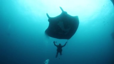 Devasa Siyah Okyanus Birostris Manta Işını plankton arayışında mavi suyun arka planında yüzüyor.