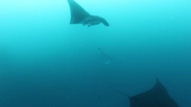 Devasa Siyah Okyanus Birostris Manta Işını plankton arayışında mavi suyun arka planında yüzüyor.