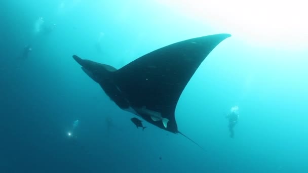 Gigantesco Black Oceanic Birostris Manta Ray flotando sobre un fondo de agua azul en busca de plancton. — Vídeo de stock