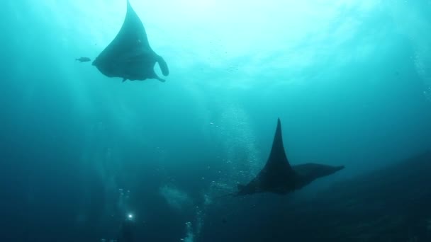 Gigantyczny Czarny Oceaniczny Birostris Manta Ray unoszący się na tle błękitnej wody w poszukiwaniu planktonu. — Wideo stockowe