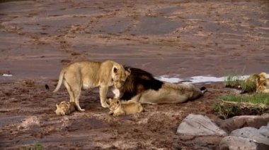 Bir aslan sürüsü Afrika 'nın bozkırlarında safaride oturuyor..