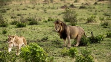 Bir aslan sürüsü Afrika 'nın bozkırlarında safaride oturuyor..
