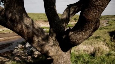Delta nehrinde yatan aslan sürüsünün görüntüsü..