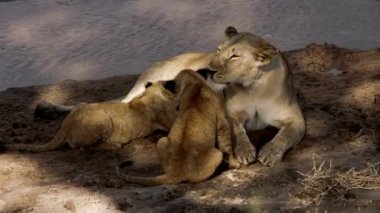 Bir aslan sürüsü Afrika 'nın bozkırlarında safaride oturuyor..