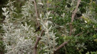 Dallarda oturan bir baglafecht dokumacı.
