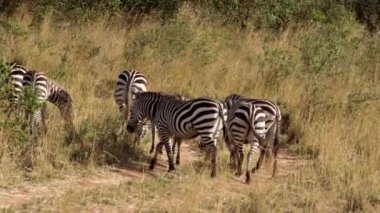 Bir grup zebra otların arasında otluyor..