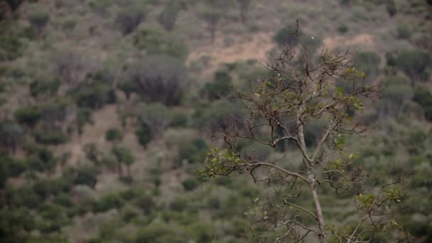 Výstřel, který ukazuje větev zeleného stromu na kopci. — Stock video