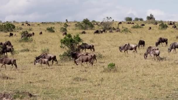 Стадо африканских буйволов пасущихся в саванне. — стоковое видео