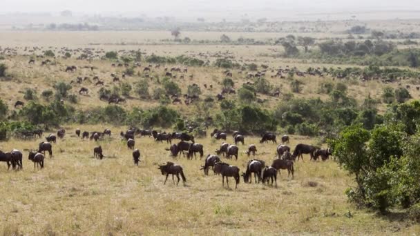Группа африканских буйволов ест траву. — стоковое видео