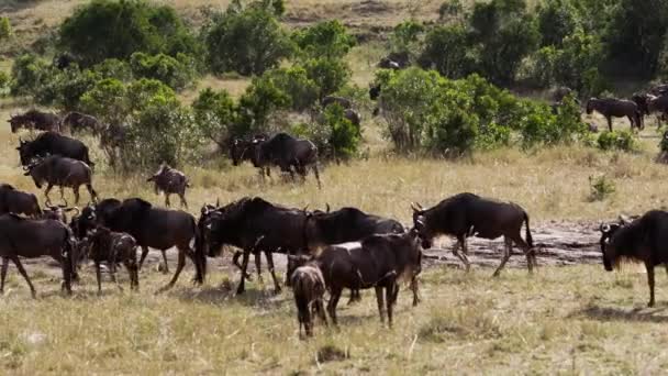 Стадо африканских буйволов пасущихся в саванне. — стоковое видео