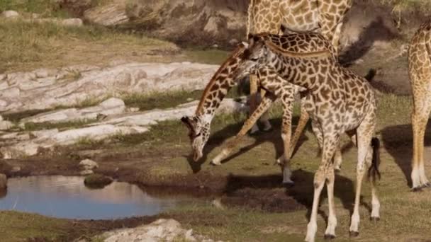 Giraffer som betar och dricker i en nationalpark. — Stockvideo