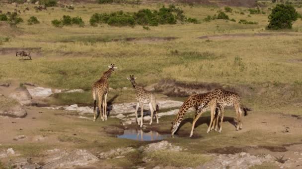 Giraffes grazing and drinking in a national park. — Stock Video