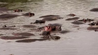 Bir grup su aygırı gölde yüzüyor..