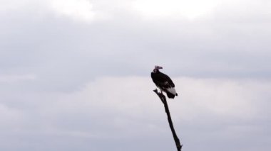 Ağacın tepesinde oturan kuş suratlı bir akbaba..