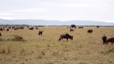 Bir tarla dolusu fil ve Afrikalı bufalo..