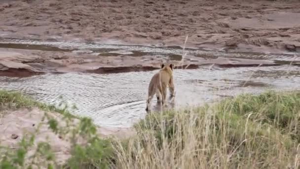 Un grupo de cachorros de león y una leona adulta. — Vídeos de Stock