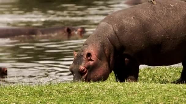 Un gran hipopótamo con un pájaro en la espalda. — Vídeos de Stock