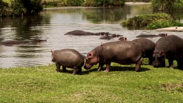 Een groep nijlpaarden met vogels op hun rug. — Stockvideo