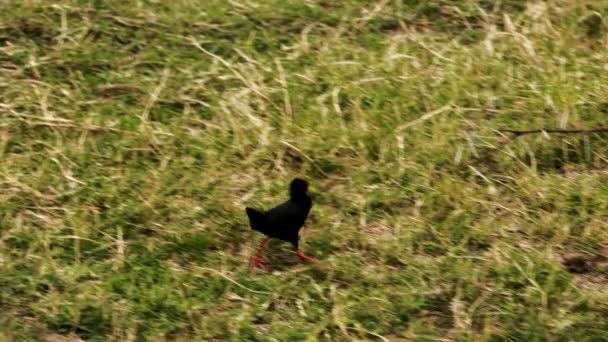 Eine kleine afrikanische Amsel läuft im Gras herum. — Stockvideo