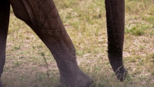 Seekor gajah berjalan melalui lapangan Kenya. — Stok Video