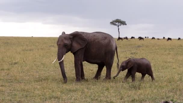 Un éléphant marche et mange dans un champ vert. — Video