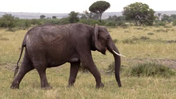 Ein Elefant geht und isst auf einer grünen Wiese. — Stockvideo