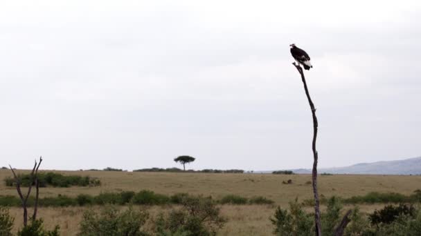 Ένας γύπας που κάθεται πάνω σε ένα νεκρό δέντρο.. — Αρχείο Βίντεο