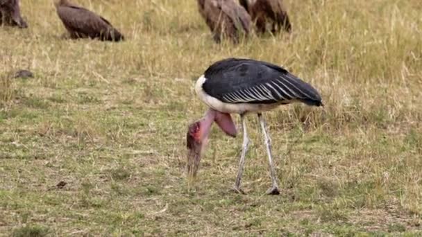 Een Marabou ooievaar en gekapte gieren voedend. — Stockvideo