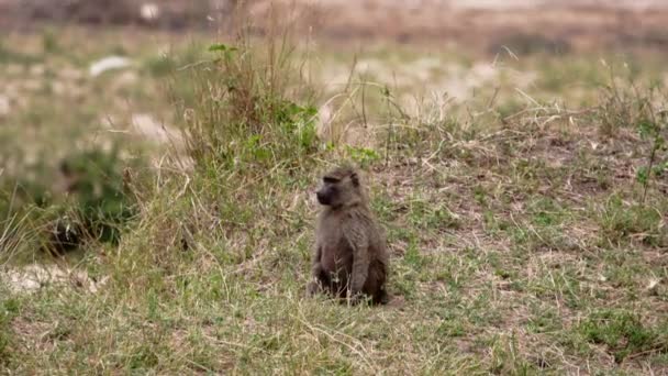 Оксамитова мавпа, що сидить між високою травою . — стокове відео