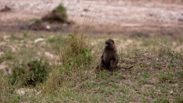 Los babuinos caminan alrededor de un bosque subsahariano. — Vídeos de Stock
