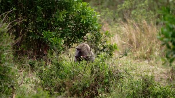 I babbuini camminano in una foresta sub-sahariana. — Video Stock