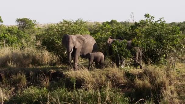Een groep olifanten die door bomen lopen.. — Stockvideo