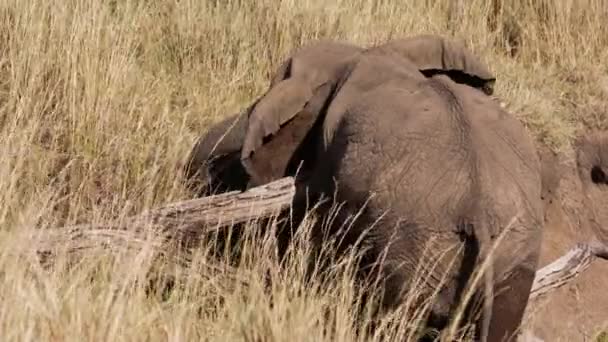 Een olifant wrijft zijn nek op een boomstam. — Stockvideo