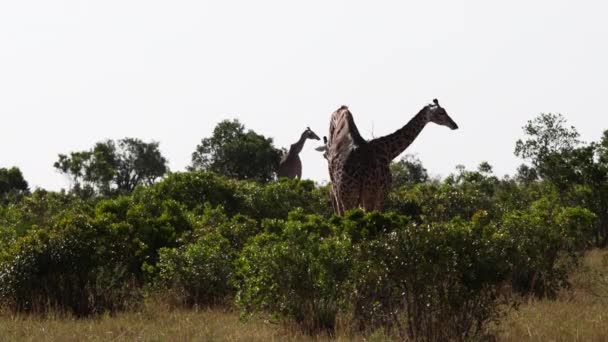 Giraffen reiben sich die Hälse und laufen in einer Baumgrenze. — Stockvideo