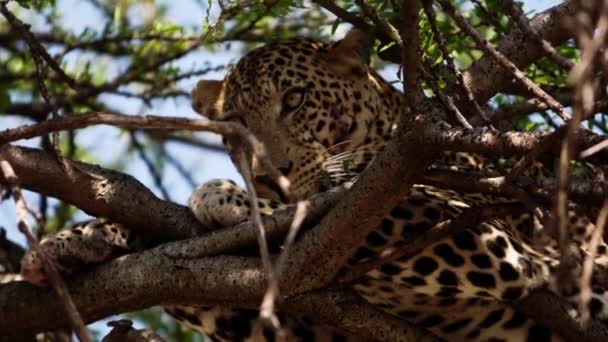 Slavný leopard ležící ve větvích stromů. — Stock video