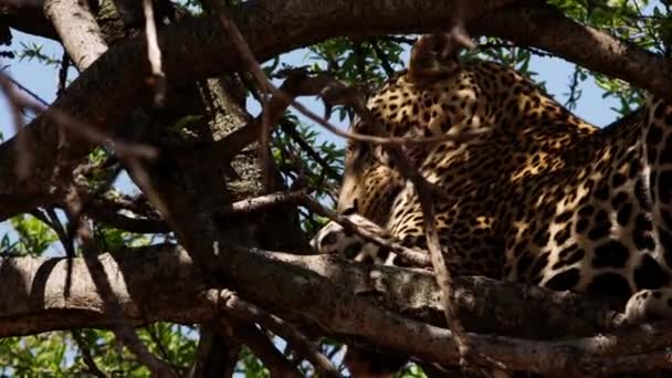 Ein großer Leopard liegt in einem hohen üppigen Baum. — Stockvideo