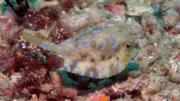 Kleine gelbe und weiße Kuhfische schwimmen und essen — Stockvideo