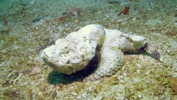 A large camouflaged stonefish on the ocean floor — Stock Video