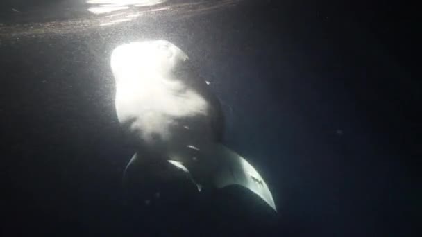 Storvalhaj Rhincodon typus livnär sig på planka bakom båten på natten i Maldiverna — Stockvideo